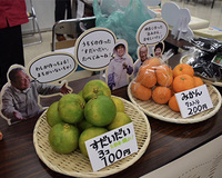 アイランダー01